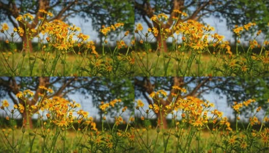 flowers yellow macro in meadow高清在线视频素材下载