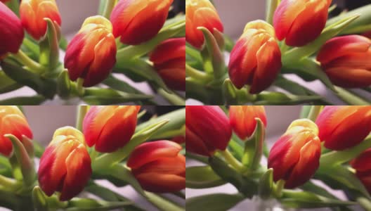 美丽的火红橙色郁金香花与鲜艳的绿色叶子视差摄影近距离拍摄高清在线视频素材下载