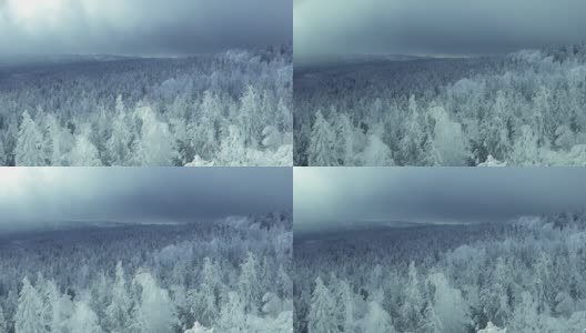雾和白云漂浮在白雪覆盖的森林上。冬天的景观有冰冻的冷杉树。树枝上结满了霜，在风中摇曳高清在线视频素材下载