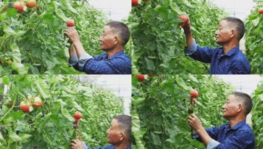 亚洲男人在温室和番茄高清在线视频素材下载