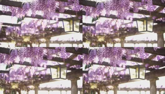 紫藤花编织着庭院的木梁高清在线视频素材下载