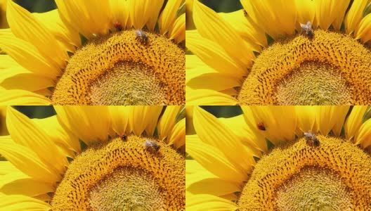 Bees and ladybird together on sunflower高清在线视频素材下载
