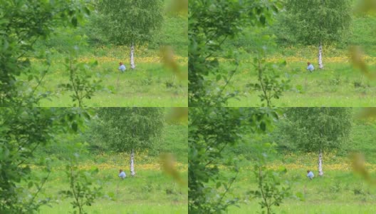 一个女人坐在桦树附近的草地上，在花丛中休息。他起身离开了。高清在线视频素材下载
