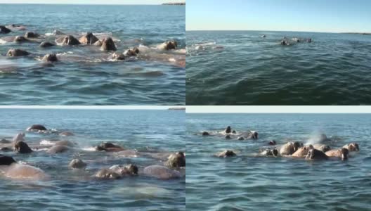 一群海象在俄罗斯“新地球”上的北冰洋水域休息。高清在线视频素材下载