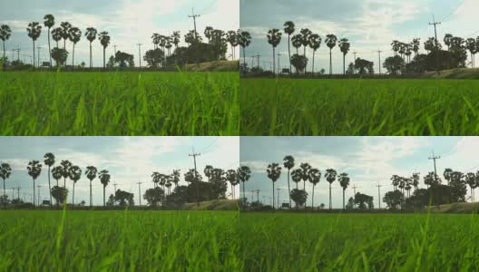 夕阳下绿油油的稻田高清在线视频素材下载