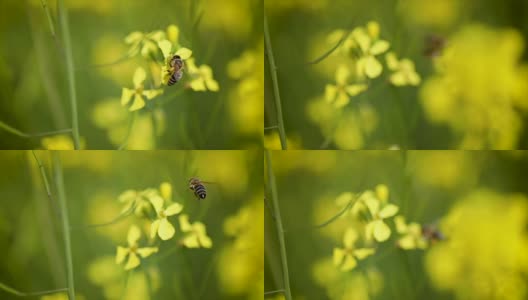 蜜蜂从芥菜花蜜中采集花蜜的慢动作。高清在线视频素材下载