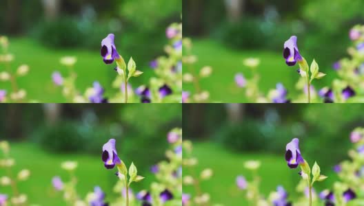 特写自然紫花沿湖高清在线视频素材下载
