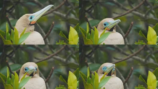 加拉戈斯群岛上一只红足鲣鸟的头部特写高清在线视频素材下载
