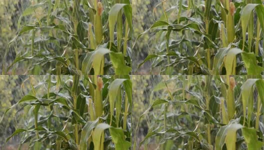 雨中的玉米田细节高清在线视频素材下载