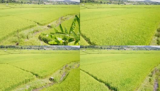 俯视图艺术乡村景观。稻田和山地高清在线视频素材下载
