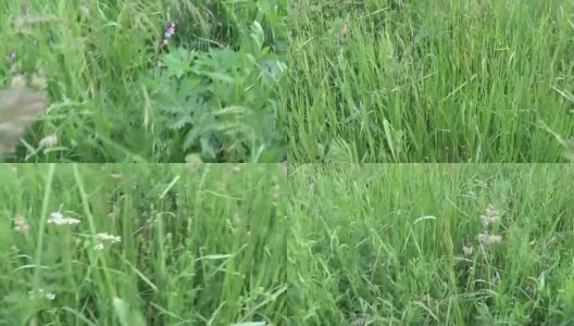 绿草在夏季田野运动主观相机关闭镜头高清在线视频素材下载