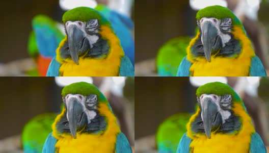 近距离观察蓝色和金色金刚鹦鹉的头部高清在线视频素材下载