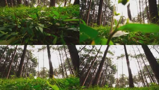 早晨松树林，松树林向上倾斜拍摄角度高清在线视频素材下载