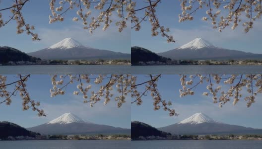 富士山和川口湖的樱花高清在线视频素材下载