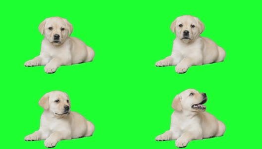 可爱的拉布拉多小狗躺在绿色的屏幕上高清在线视频素材下载