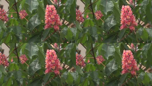 粉红色的栗子花。高清在线视频素材下载