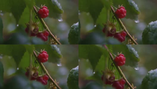 树莓树丛下的秋雨和雪高清在线视频素材下载