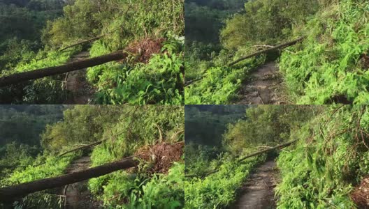 2018年9月16日，超强台风“山竹”登陆中国后，连根拔起的树木挡住了登山小径高清在线视频素材下载