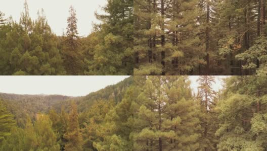 从地面上升到树顶。美国西海岸加利福尼亚北部的红杉林高清在线视频素材下载