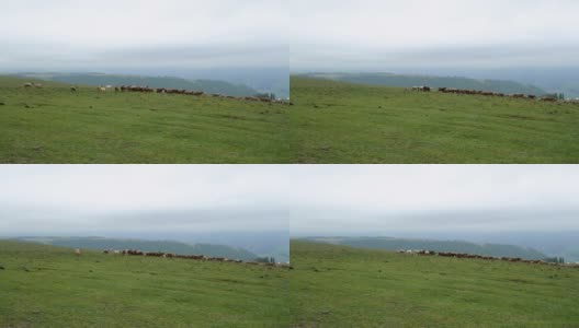 新疆草原上的羊群高清在线视频素材下载