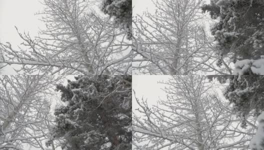 下雪在树林里高清在线视频素材下载