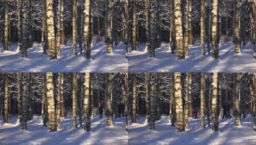 滑雪者在冬天的森林里滑雪。4 k。高清在线视频素材下载