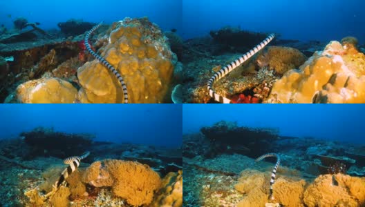 有条纹的海蛇在珊瑚礁中游动高清在线视频素材下载