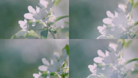 近距离观看嫩白盛开的花在树枝上高清在线视频素材下载