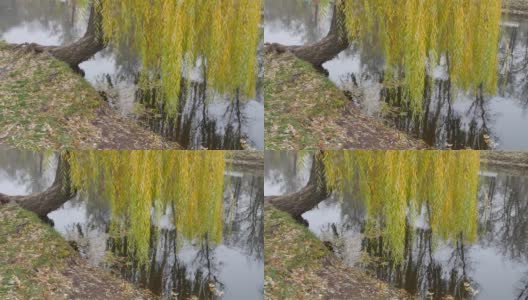 一棵垂着黄叶的垂柳垂在水面上。高清在线视频素材下载