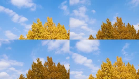 明亮黄色的银杏叶在秋天与移动的白云和蓝天的背景，4k时间流逝的镜头。高清在线视频素材下载