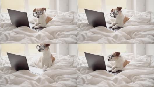 小狗焦急地在网上看新闻频道。高清在线视频素材下载