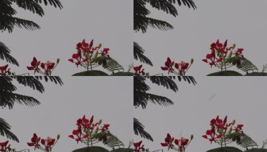 红色Gulmohar或火焰树花卉风景与自然天空的背景高清在线视频素材下载