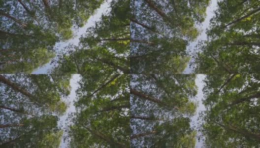 在多云的日子里，一幅低角度拱形画，画的是公园或林地里的一棵树，包括一棵雨树和一棵椰枣。高清在线视频素材下载