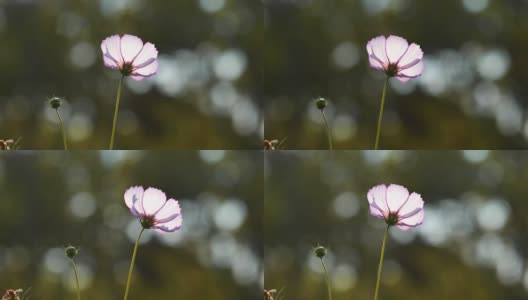 在有风的阳光明媚的日子里，美丽的波斯菊(coreopsis)花田，近距离观察一朵粉红色的花，4k慢动作镜头背光效果。高清在线视频素材下载