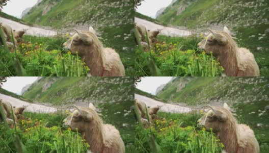在瑞士阿尔卑斯山牧场上的山羊高清在线视频素材下载