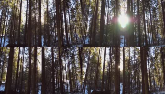 摄影小车拍摄清晨穿过树林的阳光。温暖的阳光在冬天照射植物。美丽的山松林，阳光灿烂。自然背景。慢镜头高清在线视频素材下载