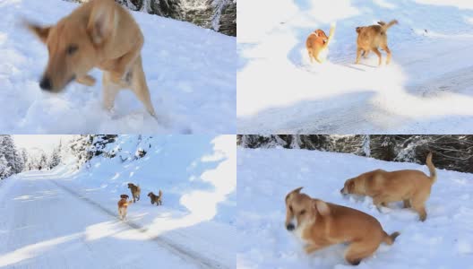 在雪中和狗玩高清在线视频素材下载