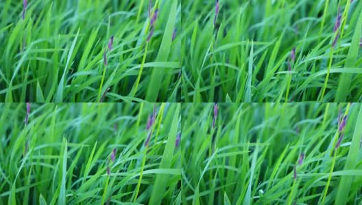 绿草如茵的田野——春季景观的高清高清在线视频素材下载