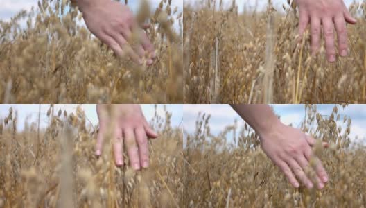 两个视频的手抚摸燕麦在野外缓慢的动作高清在线视频素材下载