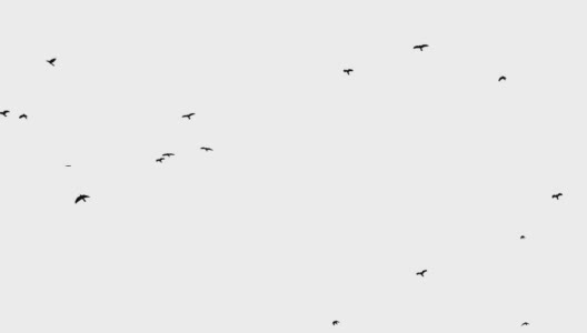 黑色乌鸦在头顶上飞行，色度键镜头白色背景高清在线视频素材下载