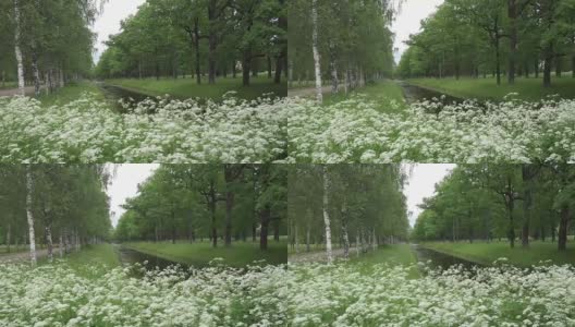 夏天的花园。沿着水渠生长着桦树和橡树的林荫大道。白色的花在前景高清在线视频素材下载