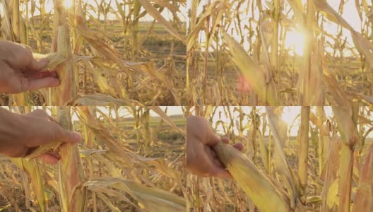 近距离的农民触摸玉米秸秆在阳光充足的田野，实时高清在线视频素材下载