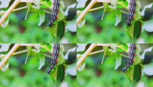 毛毛虫蠕虫条纹蓝-黑-白行走吃在叶子上(叶蝉，毛毛虫)选择焦点与浅景深高清在线视频素材下载