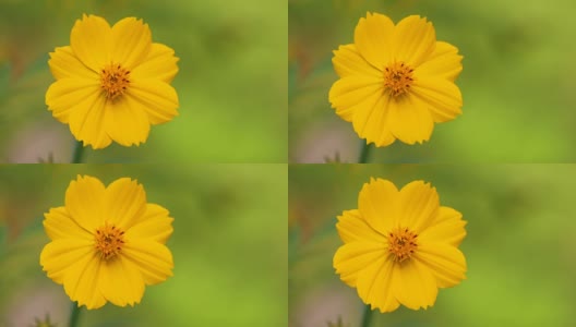 菊花黄菊花花背景图案盛开，4K。高清在线视频素材下载