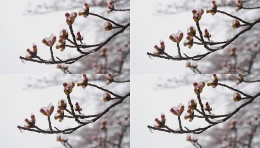 樱花或雪中的樱花花蕾高清在线视频素材下载