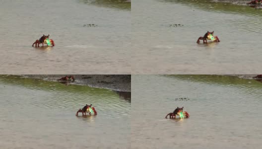 螃蟹独自穿过水坑河高清在线视频素材下载