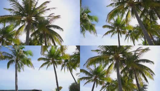 HD天堂岛概念。阳光下的椰子树，美丽的热带海滩高清在线视频素材下载