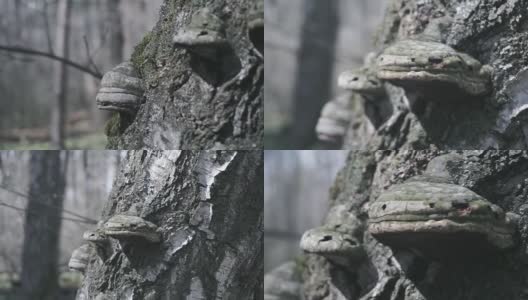 木头蘑菇。引火菌，木栓，或Trametes，微距拍摄高清在线视频素材下载