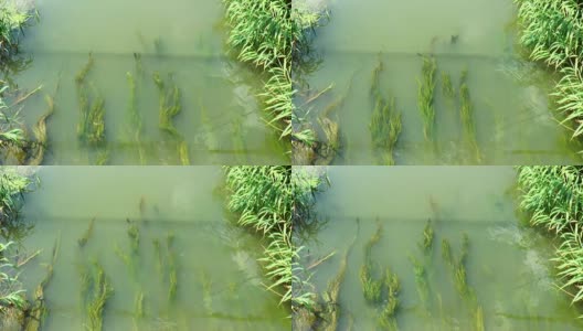 河里的藻类高清在线视频素材下载