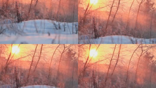 美丽的冬日阳光透过树林照进来高清在线视频素材下载